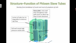 Phloem Structure and Function 2016 [upl. by Akirdnahs707]