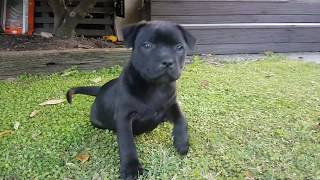 8 week old Staffy Puppy [upl. by Zysk]