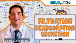 Renal  Filtration Reabsorption and Secretion Overview [upl. by Annavahs]