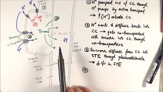 AS Biology  Translocation 1 Phloem loading OCR A Chapter 94 [upl. by Hilaria399]