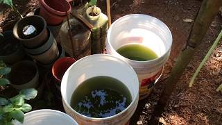 How to grow Green Water Algae [upl. by Attaymik]