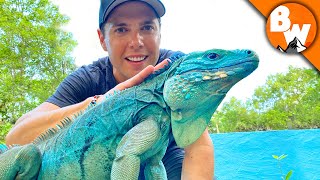 Blue Iguana Fights Extinction and Wins [upl. by Ettennat]