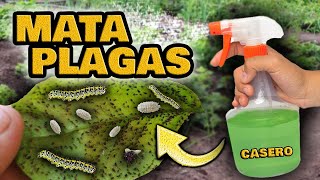 MATA Orugas Pulgones Cochinillas Hormigas y Moscas Blancas  Insecticida Casero para Plantas [upl. by Lan12]