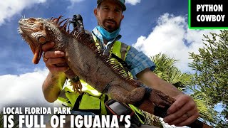 Live Iguana Removal At Florida Park Over Run By Invasive Iguanas [upl. by Veradis]