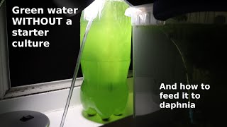 Green Water WITHOUT a Starter Culture  From Scratch  How To [upl. by Acirehs954]