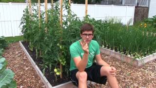 3 Simple Steps to Blight Free Tomatoes All Season [upl. by Floridia]