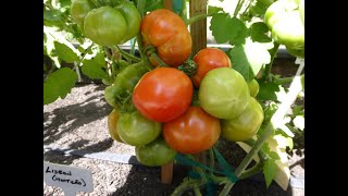 Rare Heirloom Tomatoes 16 Varieties [upl. by Murdock]