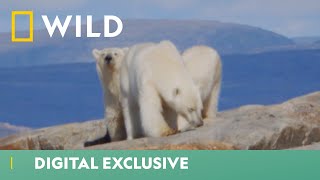 Polar Bear Cubs Learn To Survive  Winter Wonderland  National Geographic Wild UK [upl. by Nomit573]