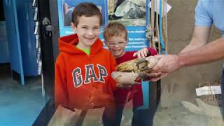 Lyme Regis Marine Aquarium [upl. by Marcelia]