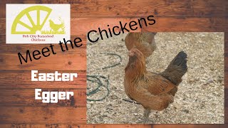 Meet the Chickens Ep 2 Easter Eggers [upl. by Donielle952]