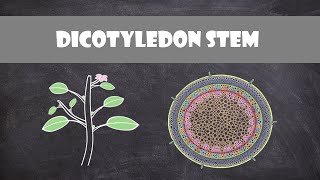 Dicot Stem Structure and Function  Plant Biology [upl. by Ferde911]