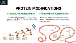 Post Translational Modifications Of Proteins [upl. by Ihcehcu]