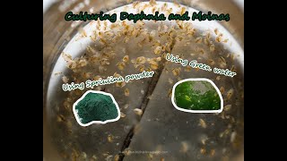 How To Culture Daphnia and Moinas using Green Water Spirulina powder [upl. by Kinson]