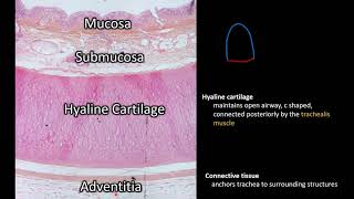 Histology  Trachea [upl. by Lietman]