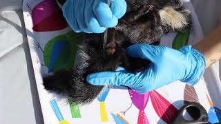 Taxidermy Tutorial How To Remove A Skunks Scent Glands [upl. by Tabby971]