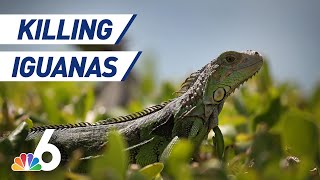 Florida Officials Say Its OK to Kill Iguanas — Humanely  NBC 6 [upl. by Sardella28]