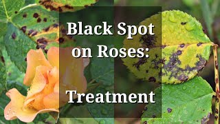 Black Spot Roses Treatment [upl. by Ewer]