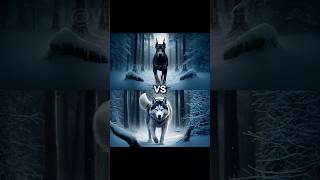 Doberman vs Cane Corso vs Rottweiler [upl. by Codel]