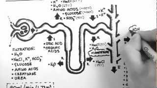 Nephron Function [upl. by Janice]