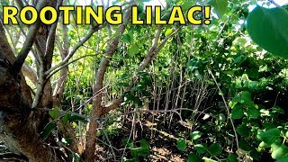 Propagating Rooting Common Lilac From Softwood Cuttings [upl. by Oznohpla]