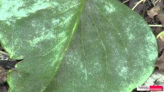 Powdery Mildew on Lilacs [upl. by Aneeres]