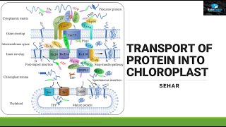 Protein Transport in Chloroplast [upl. by Glenda]