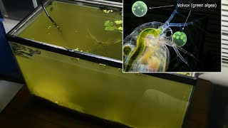 Raising Daphnia for the Freshwater Aquarium [upl. by Akemej]