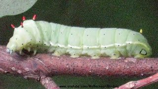 How Caterpillars Crawl  Extreme Close Up [upl. by Sholley]