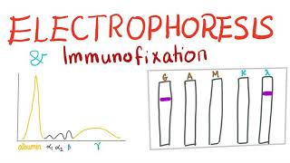 Electrophoresis Immunoelectrophoresis and Immunofixation [upl. by Lladnor]