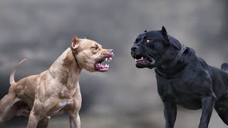 Cane Corso VS Pitbull  Highlights 101 [upl. by Aggappe]