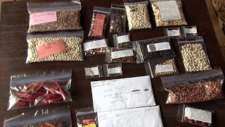 Heirloom Seeds How to collect and store [upl. by Brinkema81]