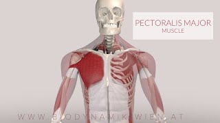 Pectoralis Major Functions Shoulder Flex 3D Animation [upl. by Lateh]