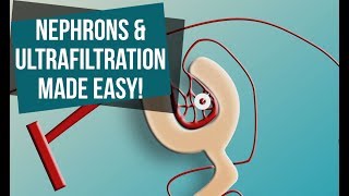 Nephrons and Ultrafiltration Made Easy [upl. by Sicular]