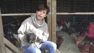 Choosing a Breed Getting Started with Chicken Keeping [upl. by Nannerb311]