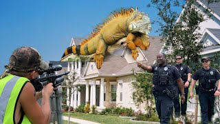 Cops Called for iguana Hunting in Florida Neighborhood But What Happened [upl. by Airbmac231]