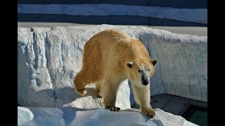 Les animaux du froid  Documentaire animalier [upl. by Annayehc]