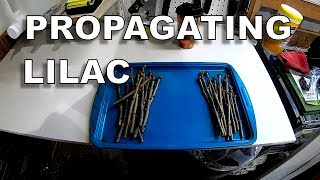 Propagating Rooting Common Lilac [upl. by Atoked]