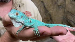 Creature Feature The Blue Iguana [upl. by Iva447]