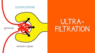 21 Renal Ultrafiltration [upl. by Damara]