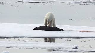 Polar Bear catches enormous Bearded Seal [upl. by Pearlstein921]