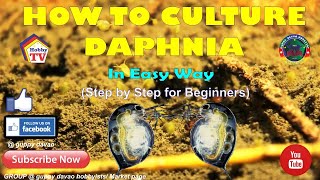 HOW TO CULTURE DAPHNIA In Easy Way [upl. by Ritchie176]