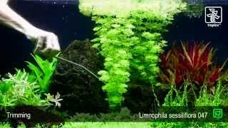 Limnophila sessiliflora [upl. by Lidah]