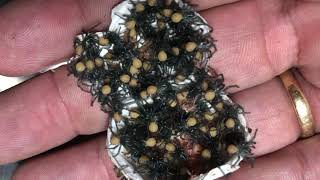 DEADLY SPIDER EGG SAC OPENING  The Australian Reptile Park [upl. by Sheri783]