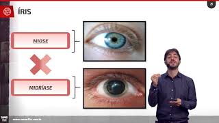 Anatomia e fisiologia dos olhos  Aula SanarFlix [upl. by Nunci452]