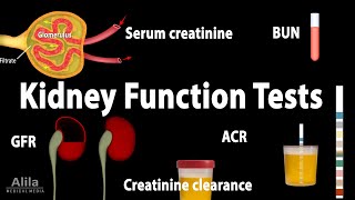 Kidney Function Tests Animation [upl. by Clorinda]