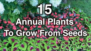 15 Annual flowers you should grow from seeds This is why [upl. by Cooley158]