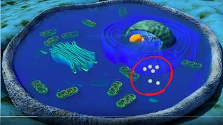 Cell organelles basics [upl. by Tudor410]