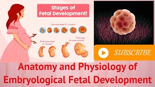 Anatomy and Physiology of Embryological Fetal Development [upl. by Brewster]