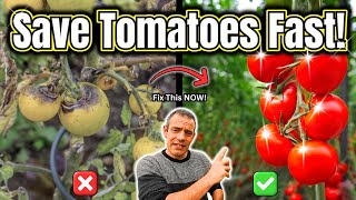 Your Tomatoes Are Dying Do THIS Now [upl. by Laleb]